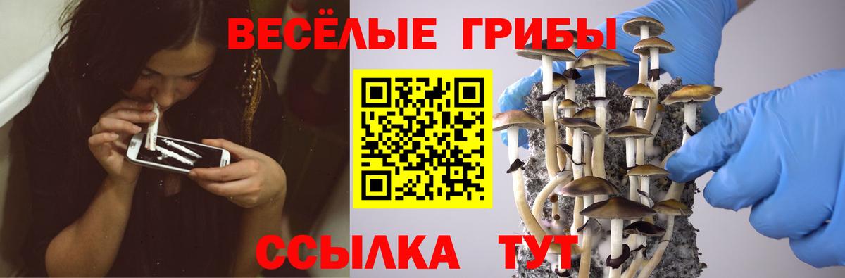 Галлюциногенные грибы мицелий  Псилоцибиновые грибы Cubensis  Вход с VPN  Новоалександровск 